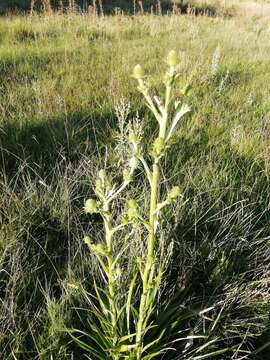 Image of Eryngium eburneum Decne.