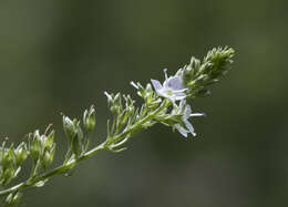 Image of Blue Water-speedwell