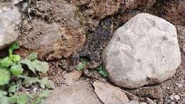 Image of Yunnan Firebelly Toad