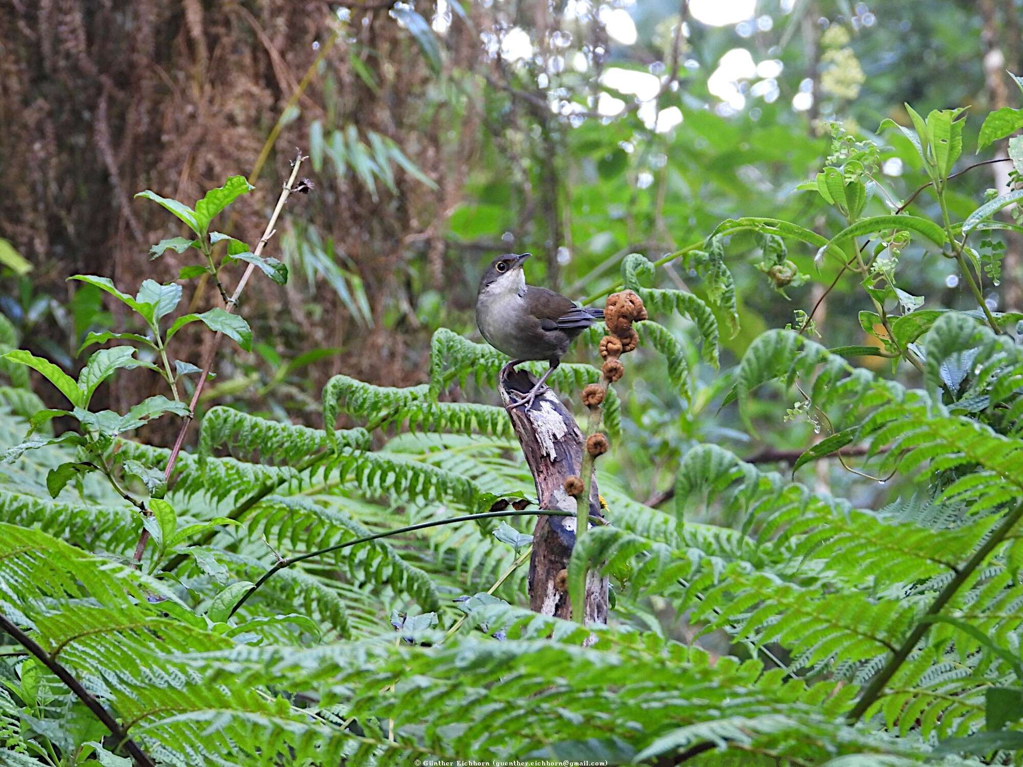 Image of Calyptophilidae