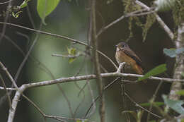 Plancia ëd Muscicapa ferruginea (Hodgson 1845)