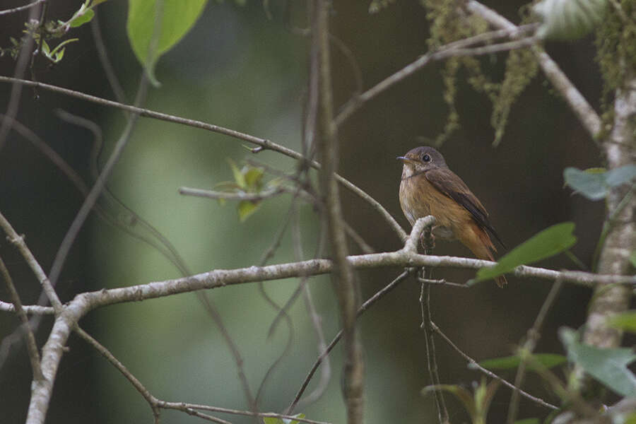 Plancia ëd Muscicapa ferruginea (Hodgson 1845)