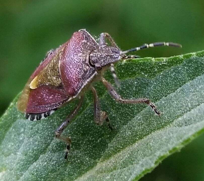 Image of sloe bug