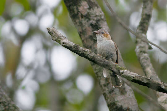 Image of Yuhina castaniceps