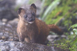 Image of Siberian Weasel