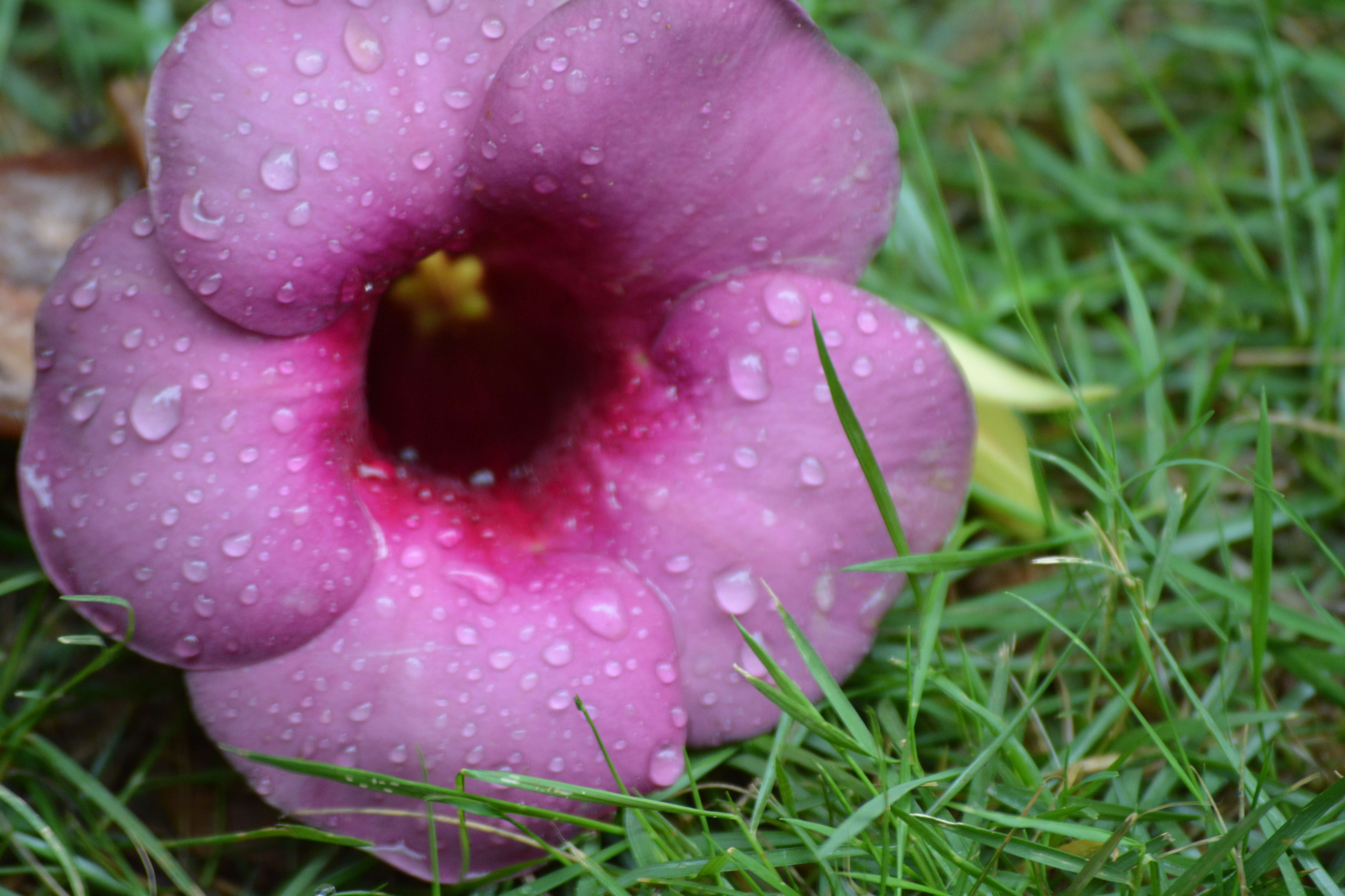 Image of purple allamanda