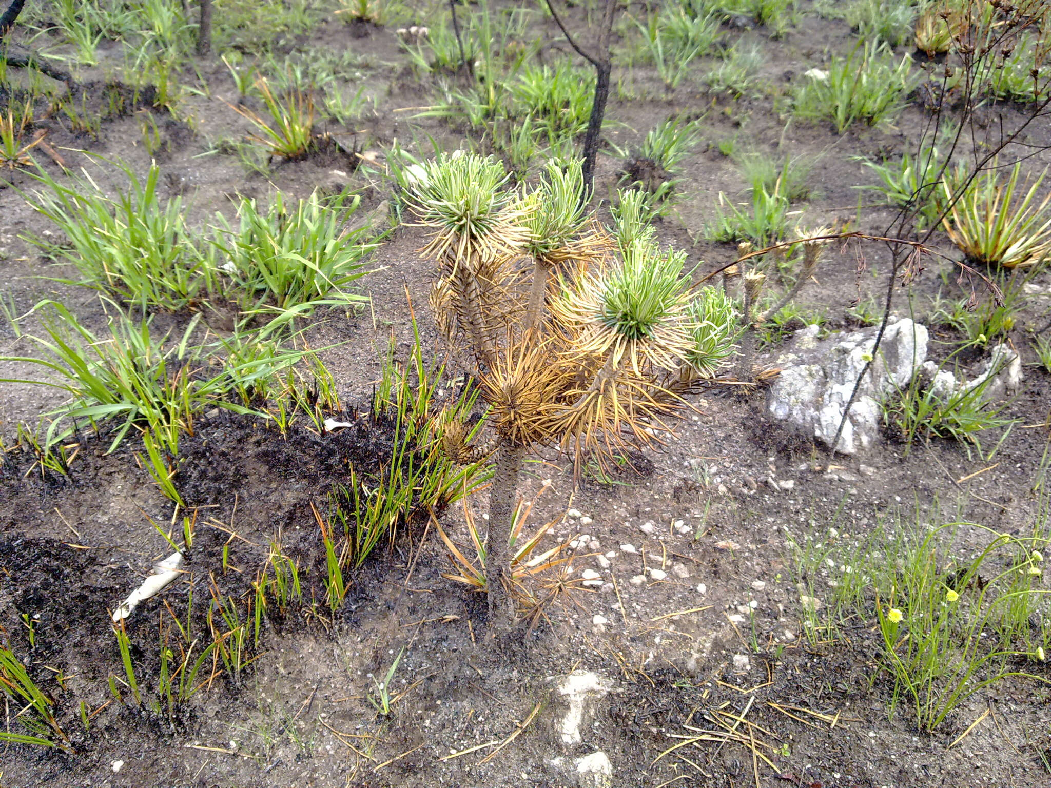 Image de Lychnophora ericoides Mart.