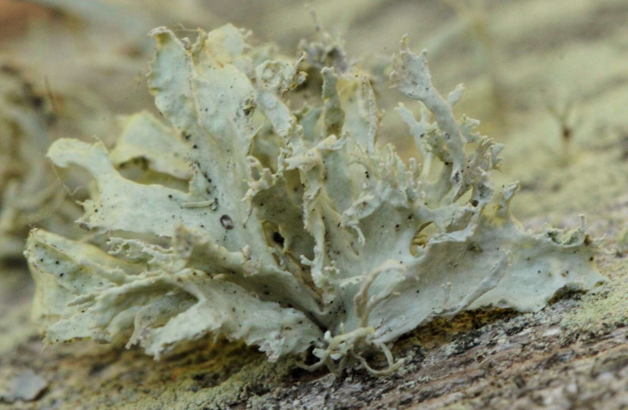 Image of Ramalina canariensis J. Steiner