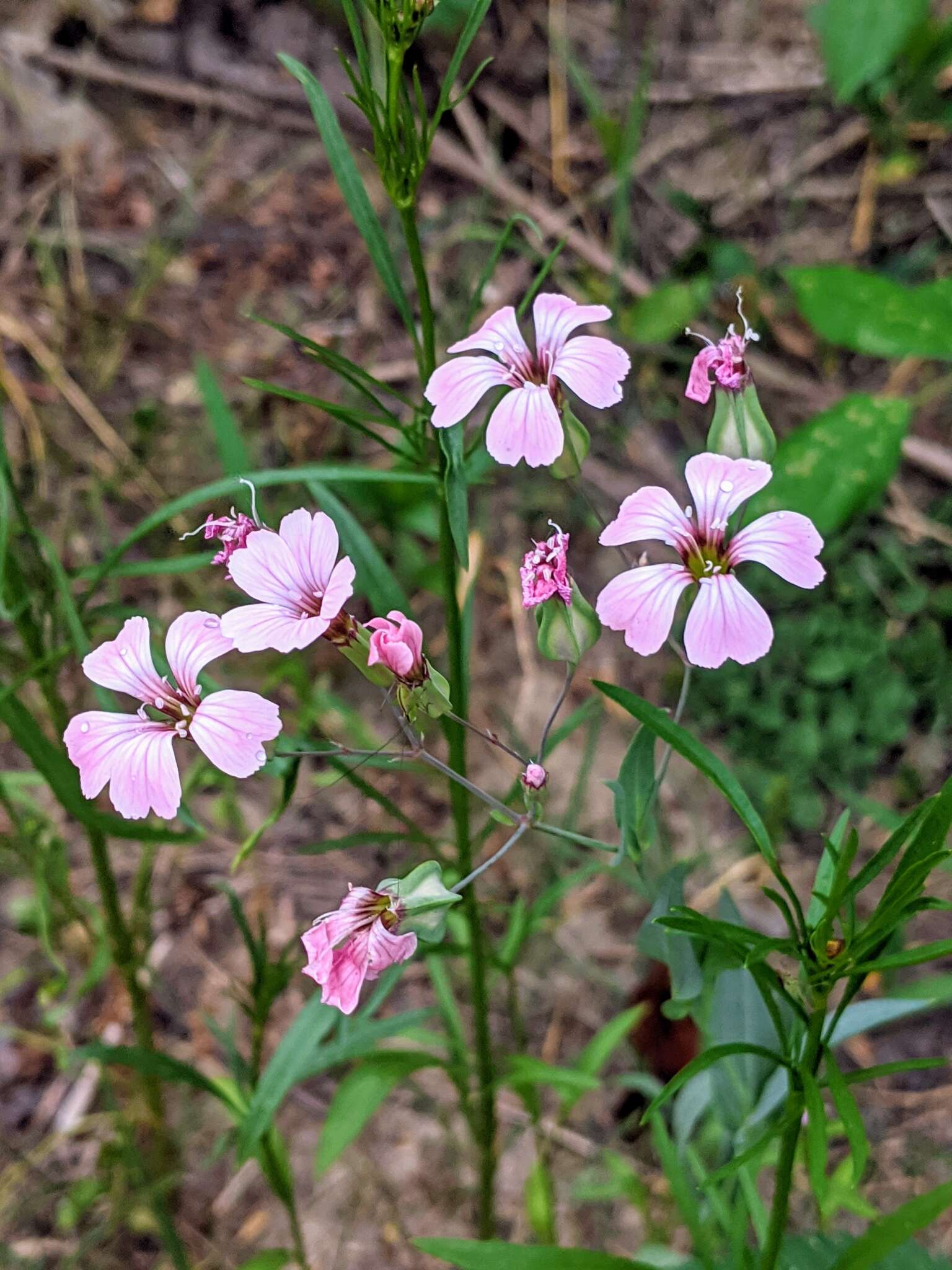 Image of soapwort