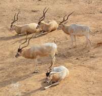 Image of Addax