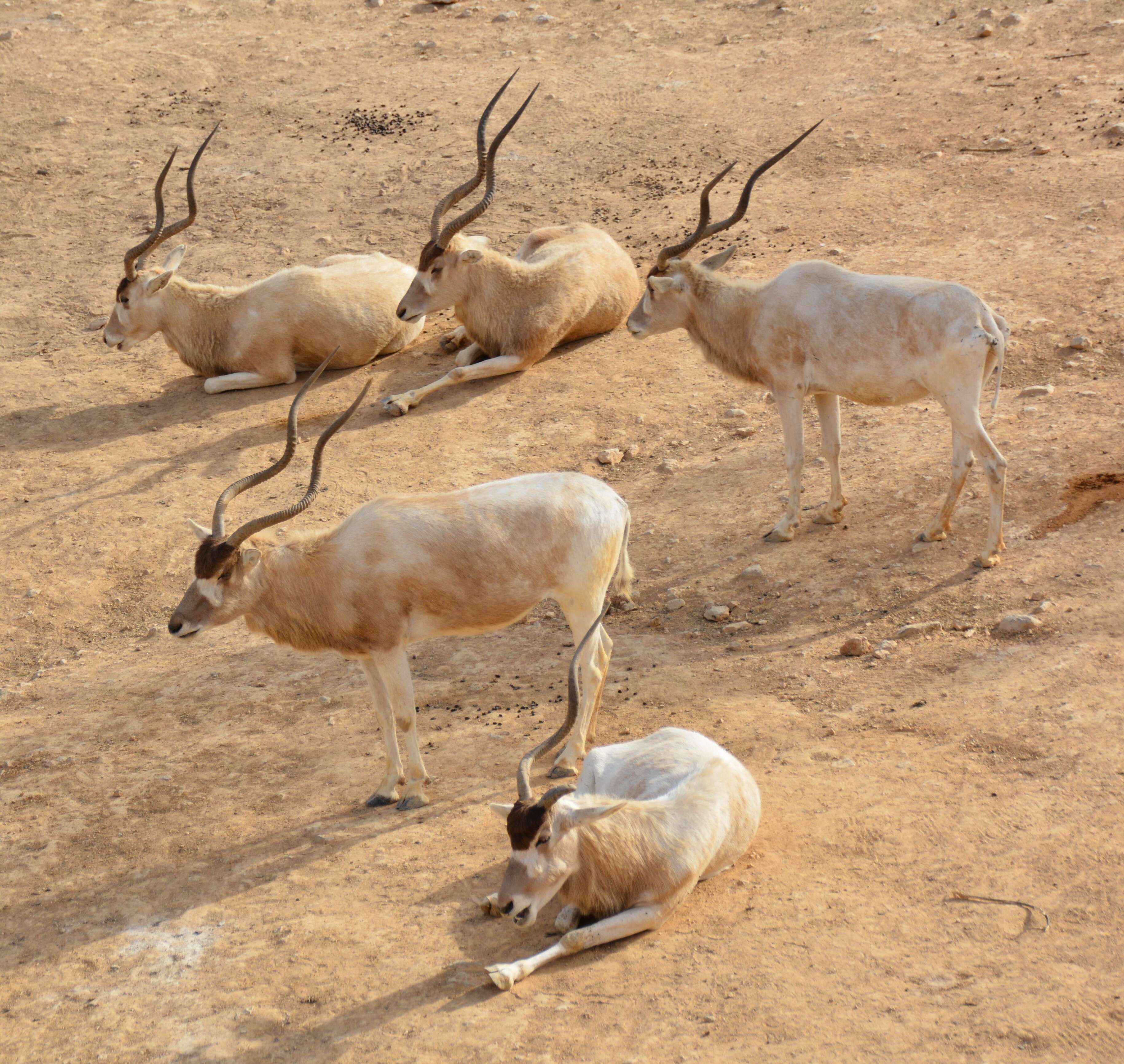 Image of Addax