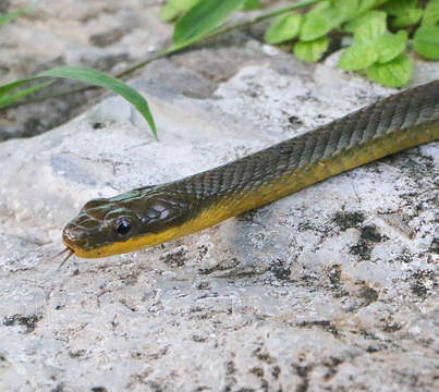 Image of Phrynonax polylepis (Peters 1867)