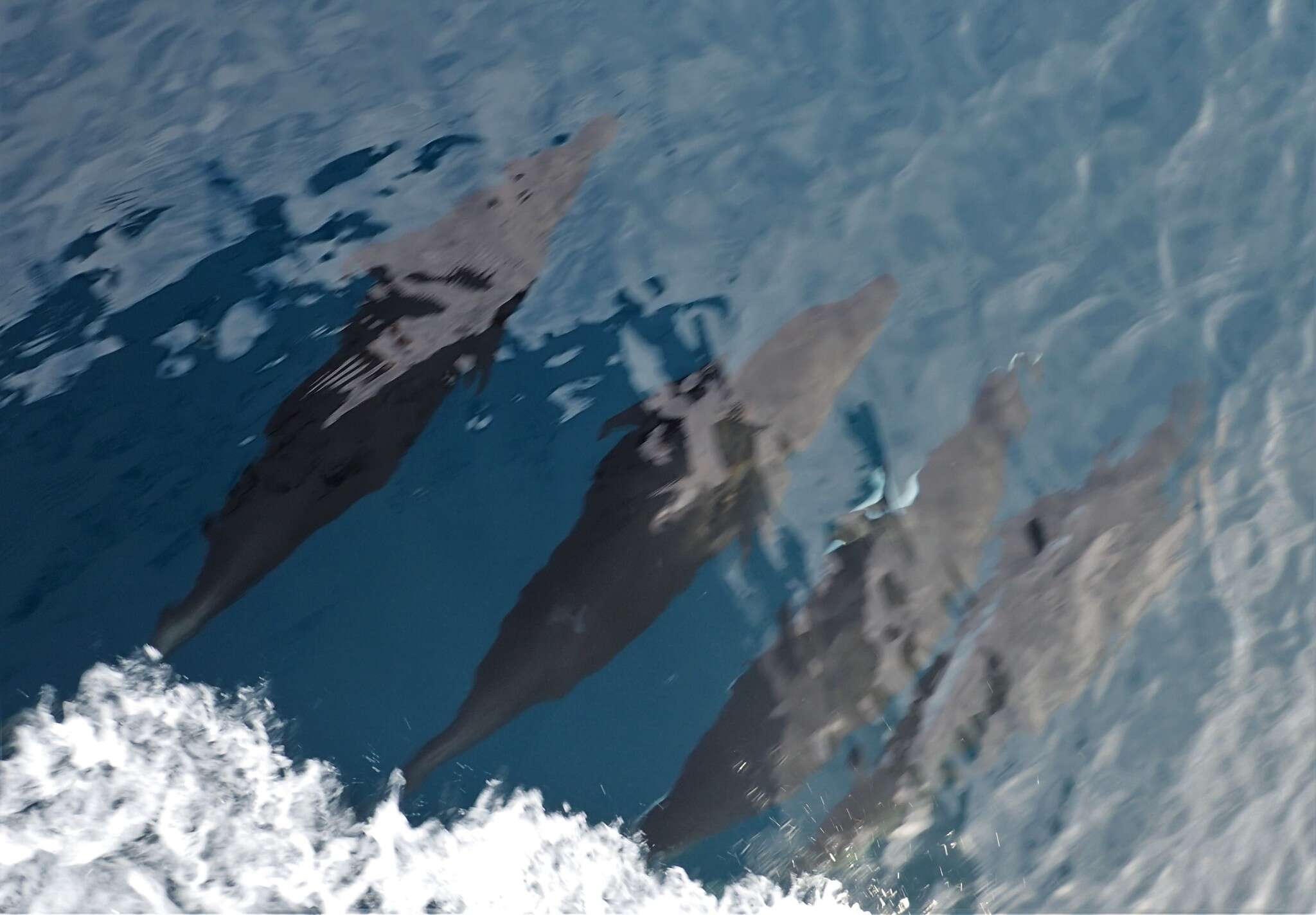 Image of Right whale dolphin