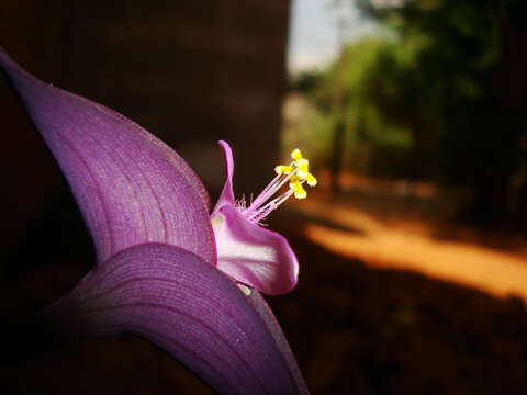 Image of purple heart