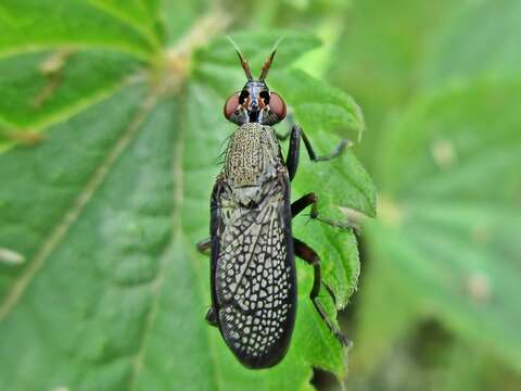 Image of Coremacera marginata (Fabricius 1775)