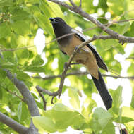 Image of Rufous Treepie