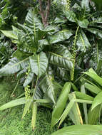 Image of Barringtonia edulis Seem.