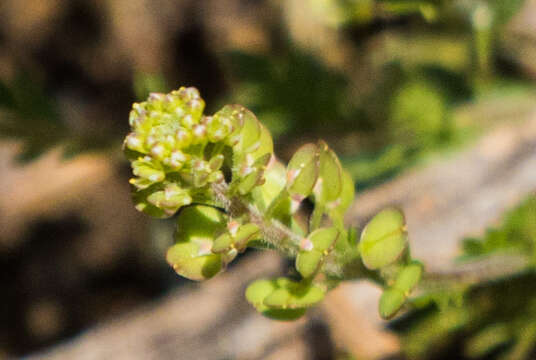 صورة Lepidium strictum (S. Watson) Rattan