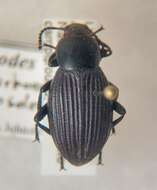 Imagem de Eleodes (Melaneleodes) carbonaria obsoleta (Say 1824)