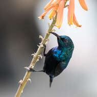 Image of Purple Sunbird