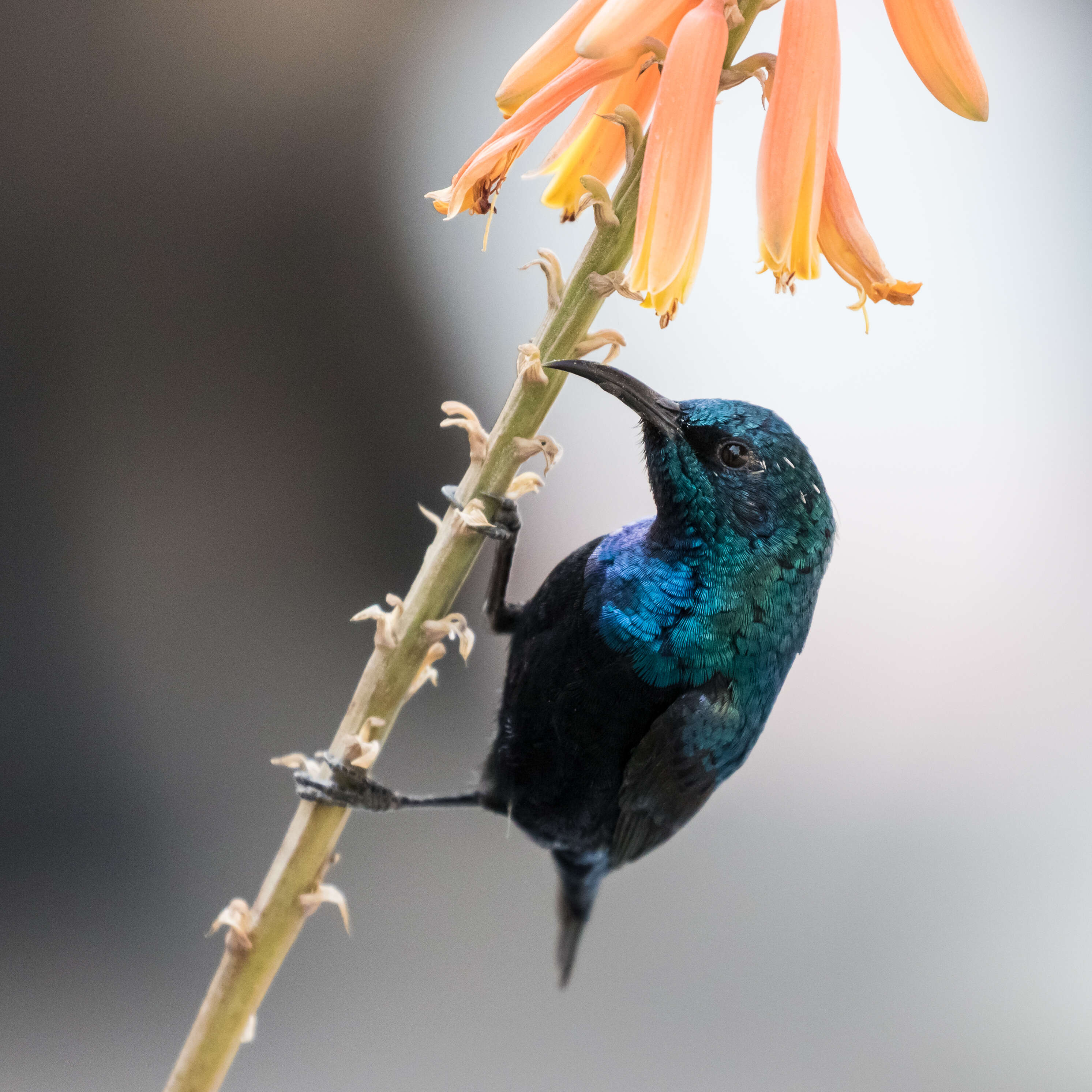 Image of Purple Sunbird