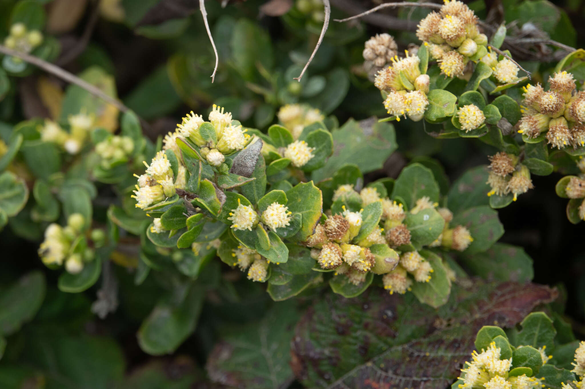 Image of Baccharis pilularis subsp. pilularis