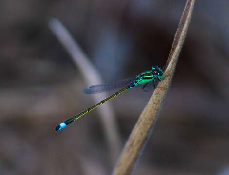 Image of Senegal bluetail