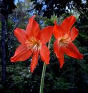 Image of Barbados lily