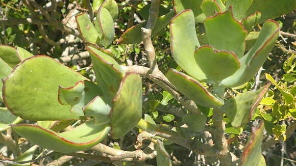 Image of <i>Cotyledon <i>orbiculata</i></i> var. orbiculata