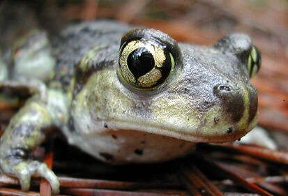 صورة Scaphiopus holbrookii (Harlan 1835)