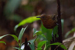 Image of Slate-colored Antbird