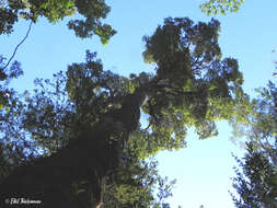 Image of Nothofagus nitida (Phil.) Krasser