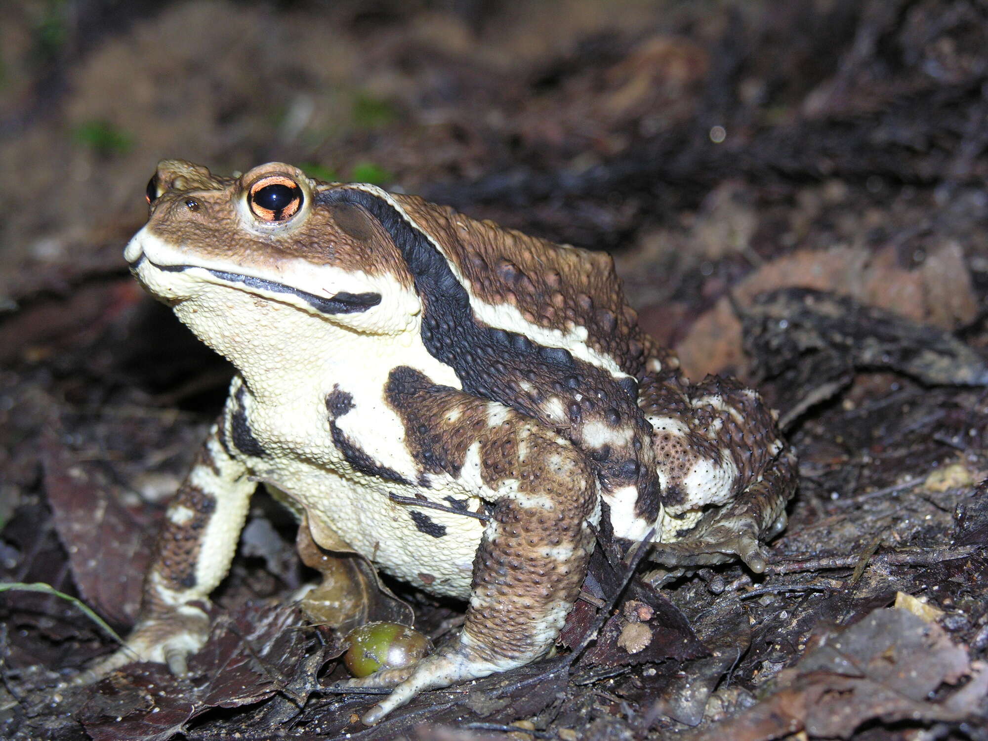 Sivun Bufo japonicus Temminck & Schlegel 1838 kuva