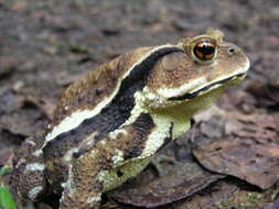 Image of Japanese Common Toad