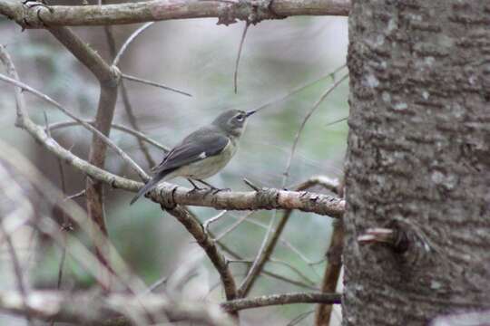 Image of Black-throated Blue Warbler