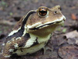 Image of Japanese Common Toad