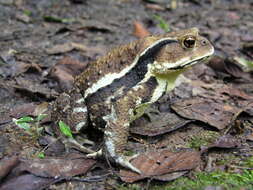 Image of Japanese Common Toad