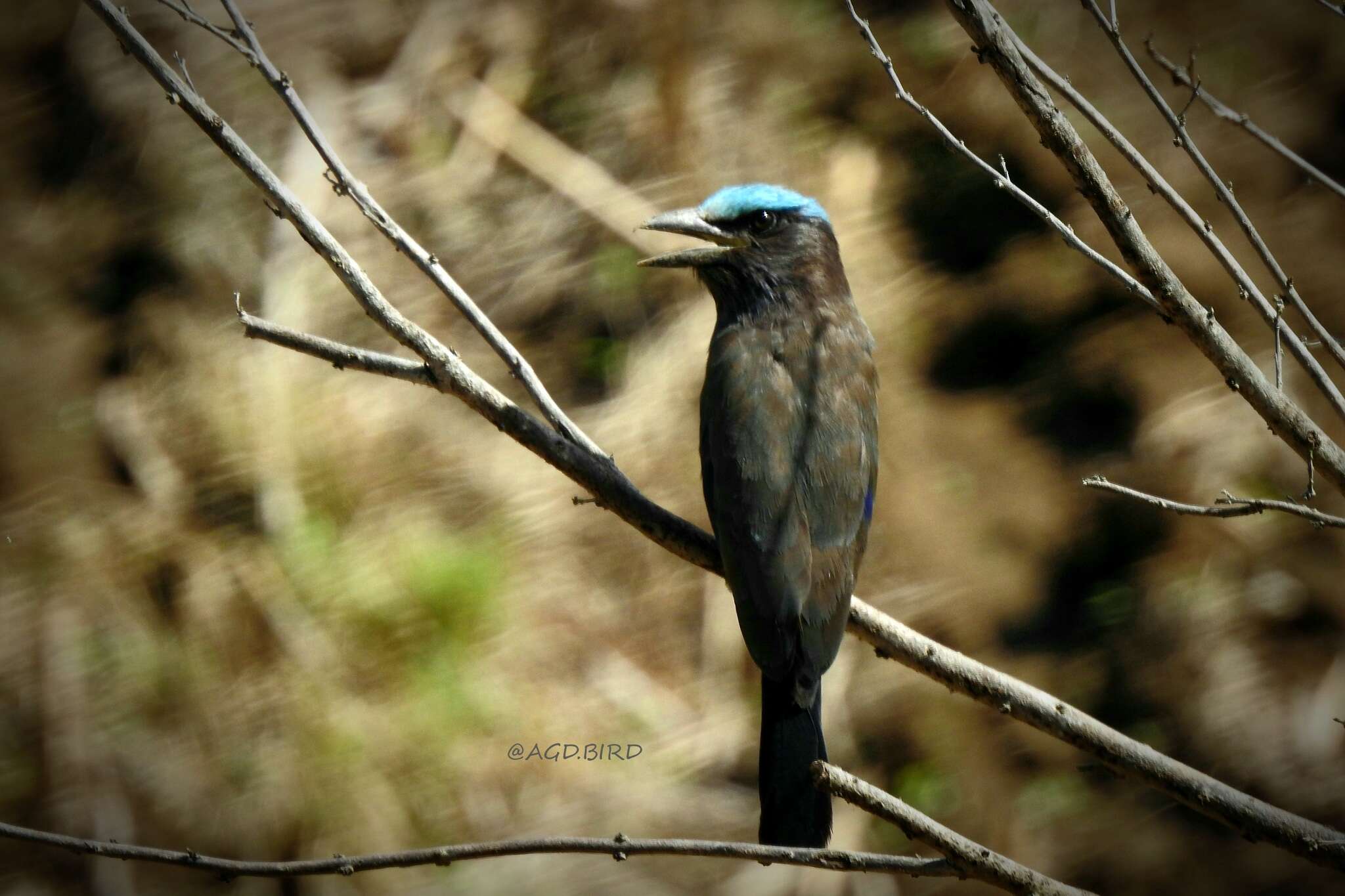 Image of Purple-winged Roller