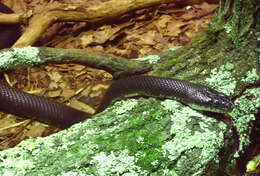 Image of Rat snakes