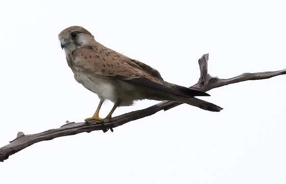 Image of Australian Kestrel