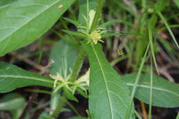 Image of yellowfruit horse-gentian