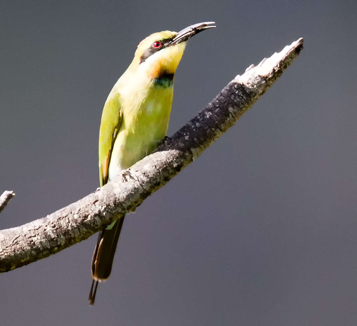 Image of Rainbow Bee-eater