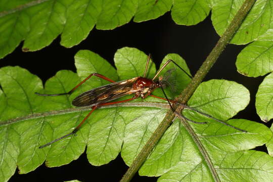 Image of Gynoplistia (Gynoplistia) cuprea Hutton 1900