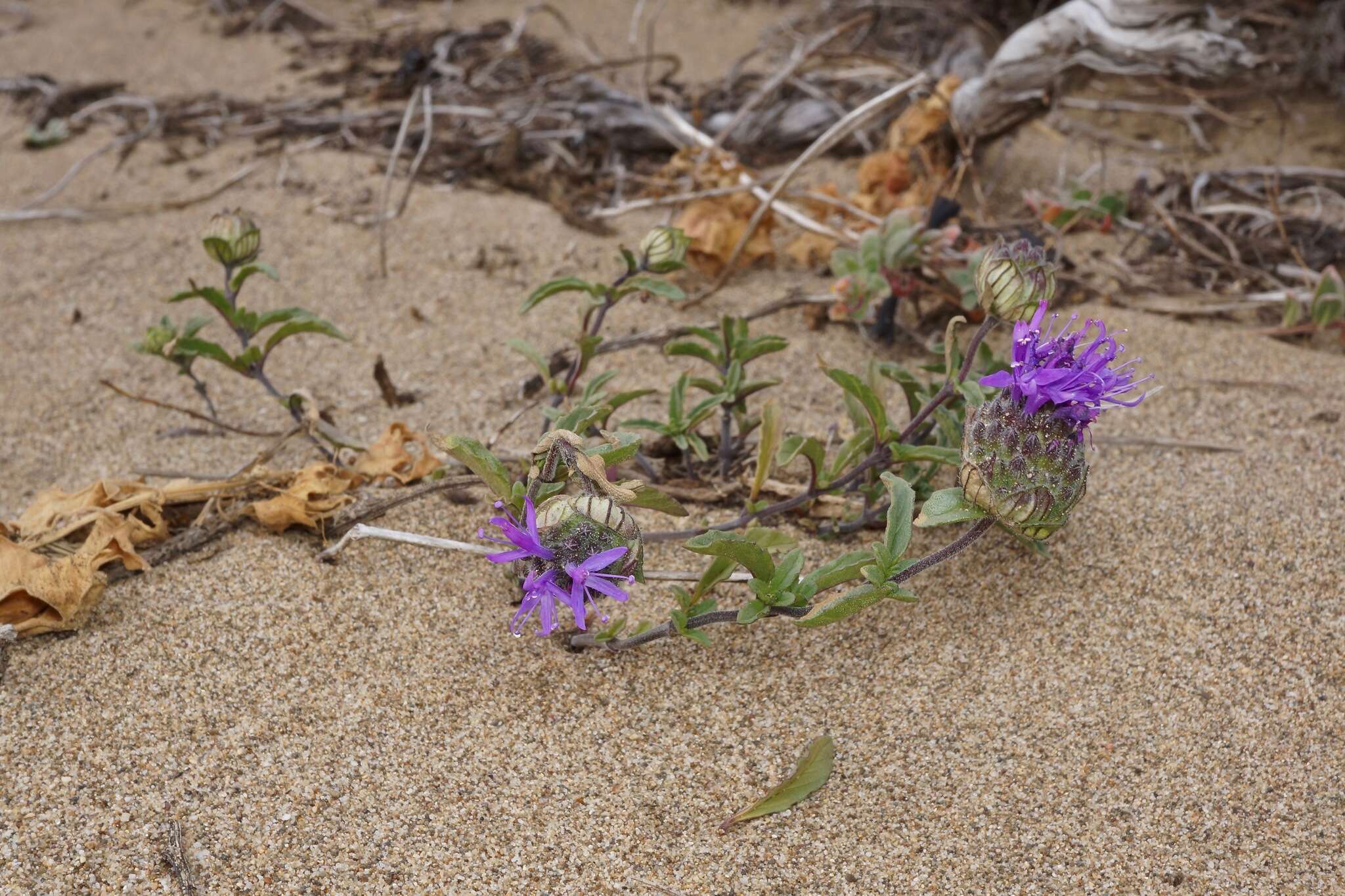 Monardella sinuata subsp. nigrescens Elvin & A. C. Sanders的圖片