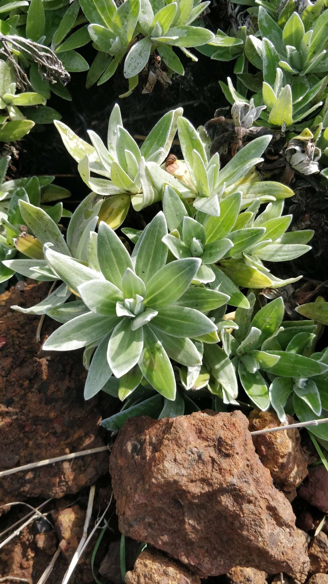 Image of Helichrysum devium J. Y. Johnson