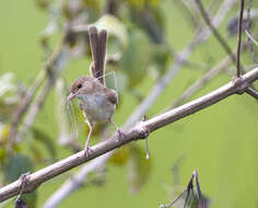 Image of Red-backed Fairy-wren