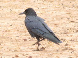 Image of Corvus capensis capensis Lichtenstein & Mhk 1823