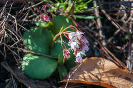 Image of <i>Crassula <i>capensis</i></i> var. capensis