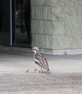 Image of Bush Stone-curlew