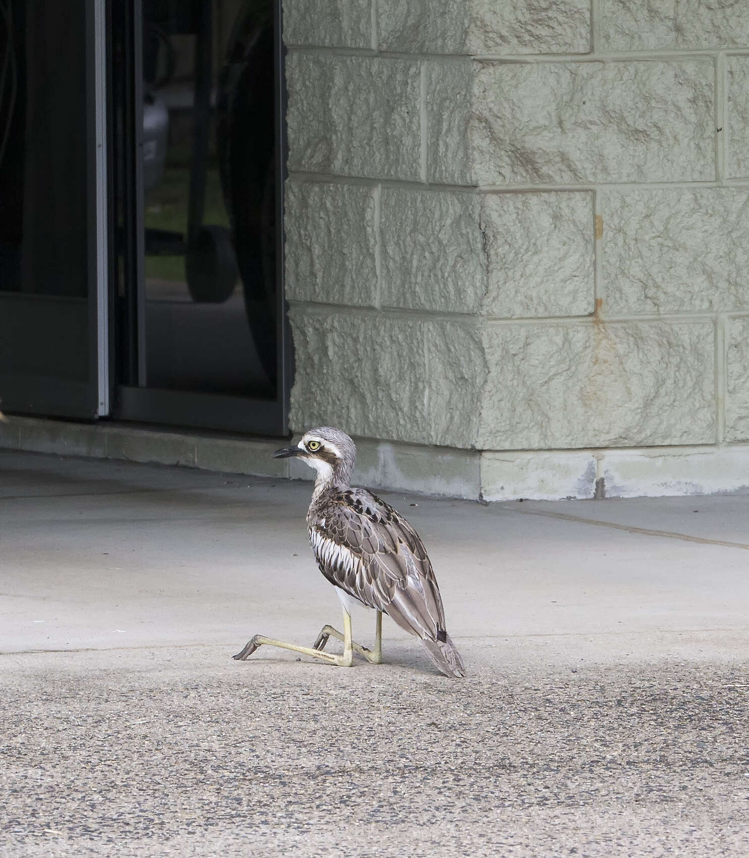 Image of Bush Stone-curlew